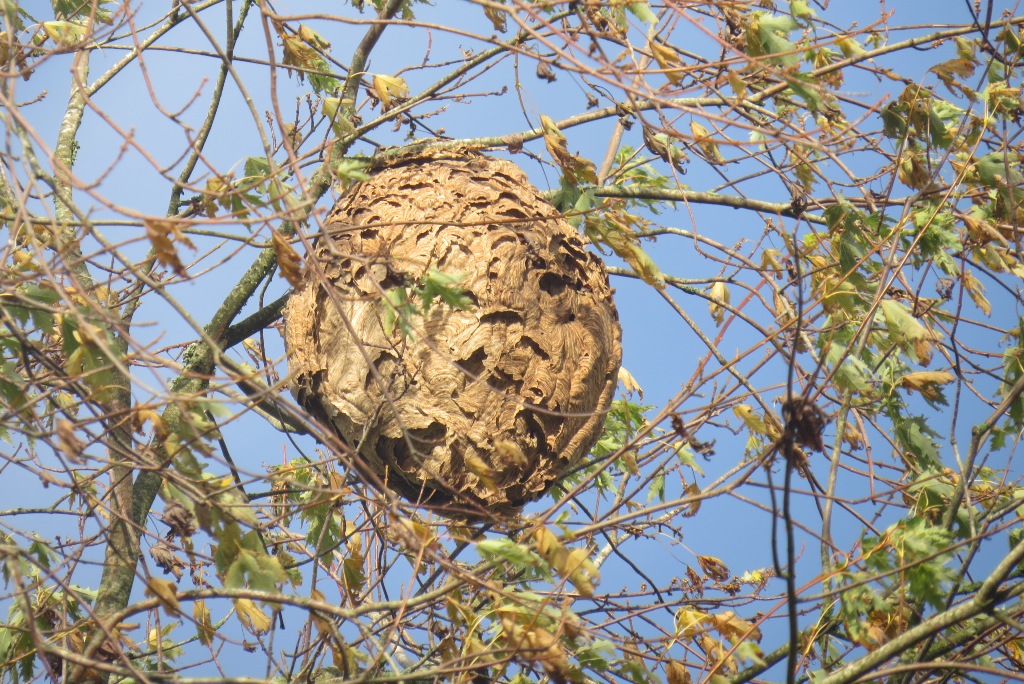 nid de frelon vide dioxyde de soufre