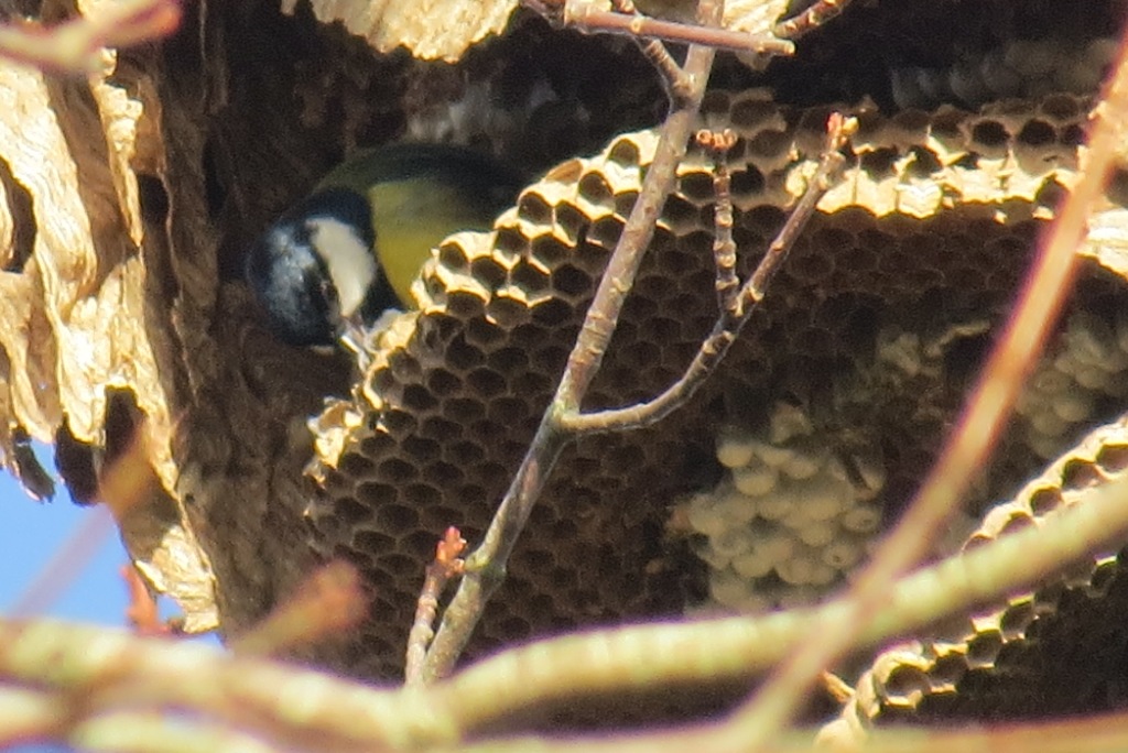 mesagne sur nid de frelon asiatique vide