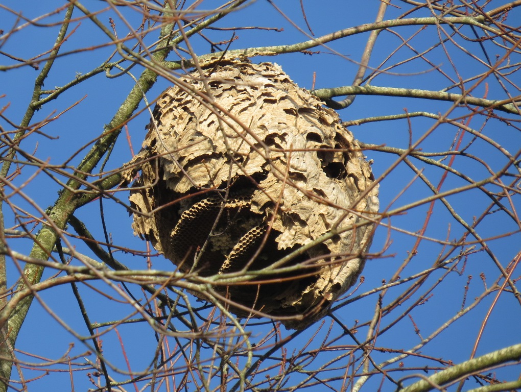 nid de frelon biologique