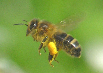 abeille pollen sizun