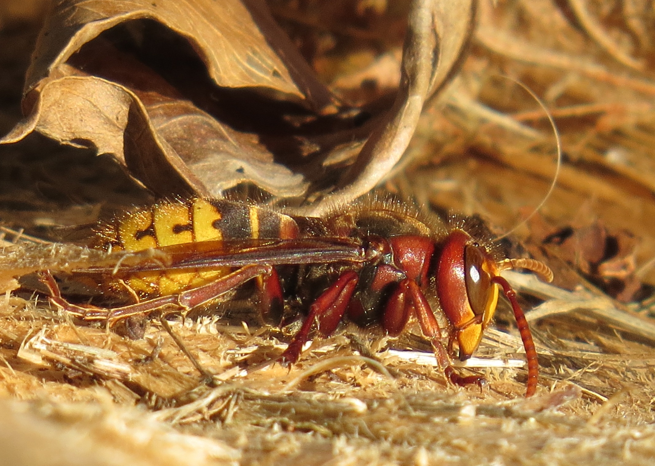 Vespa crabro Allemagne