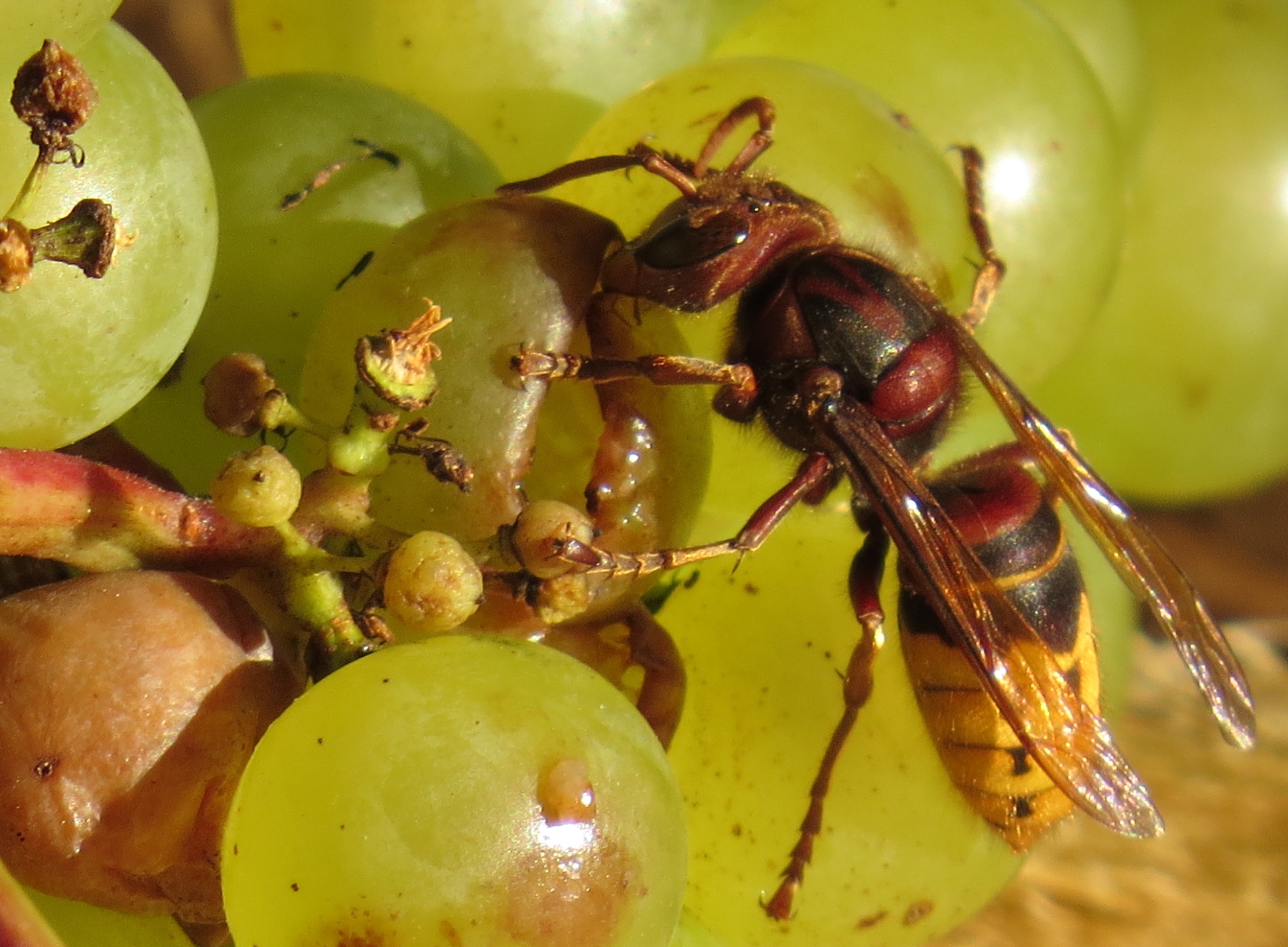vespa crabro belgique Bruxelles