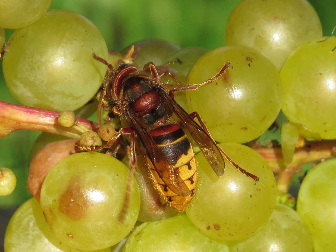 vespa crabro Espagne Madrid Barcelone