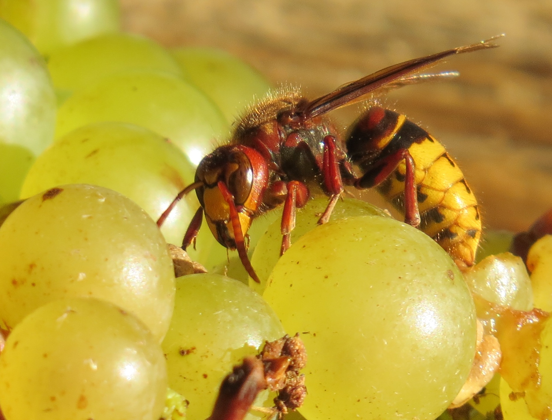 Vespa crabro Guadeloupe Martinique