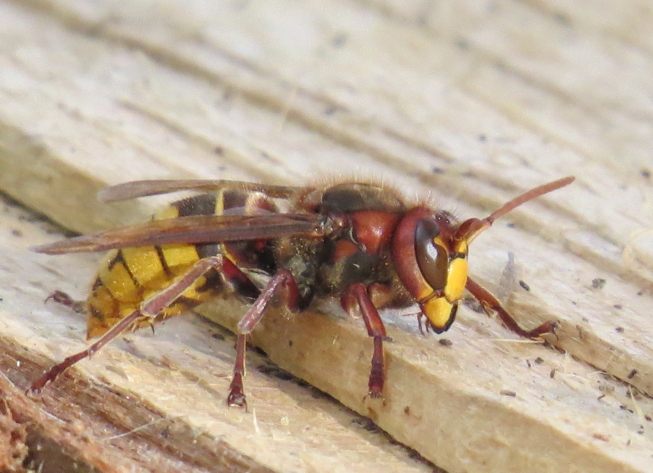 brown hornet Lyon London BERLIN