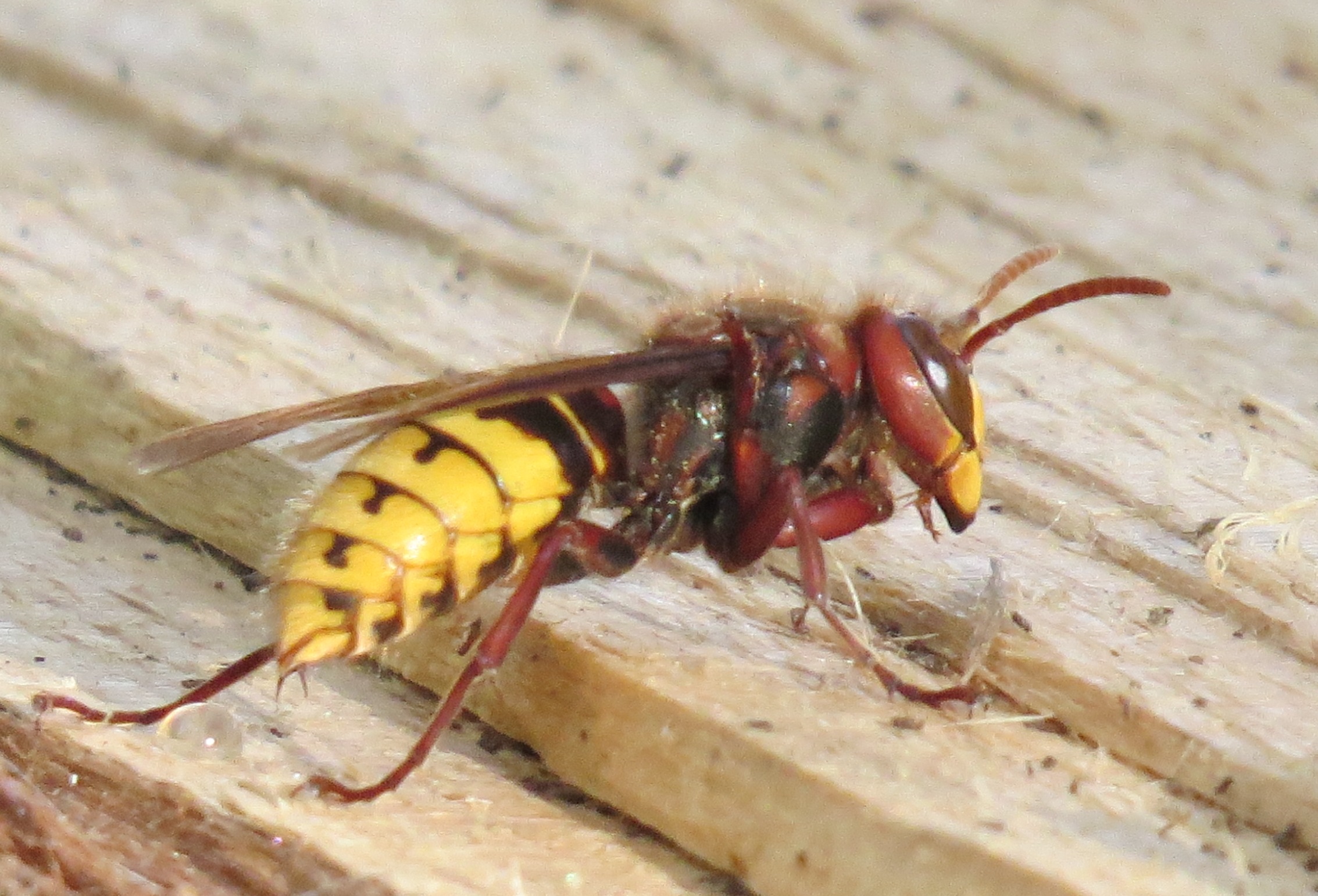 Femelle vespa crabro , reine frelon europeen, MNHN