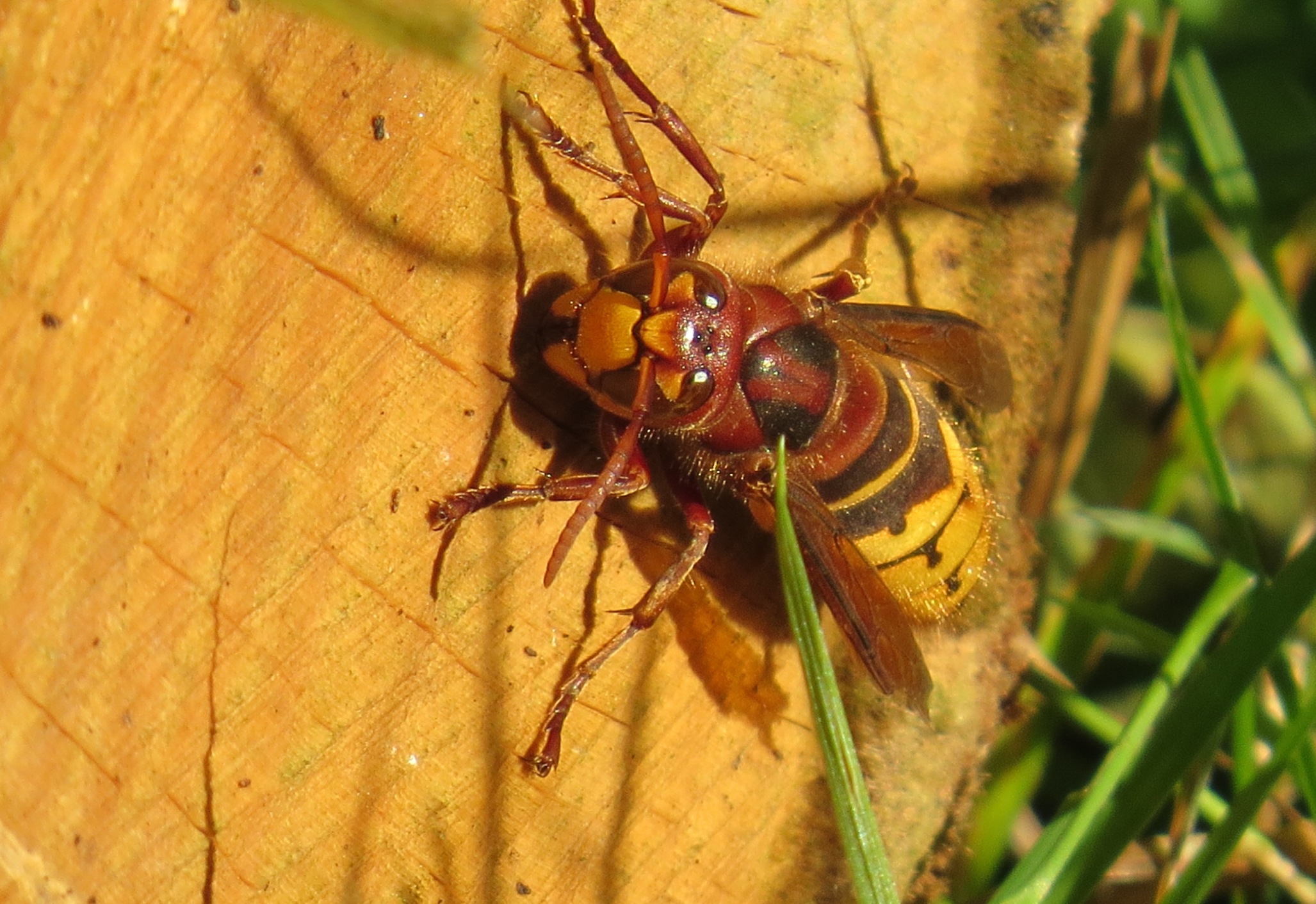 Vespa crabro Suisse